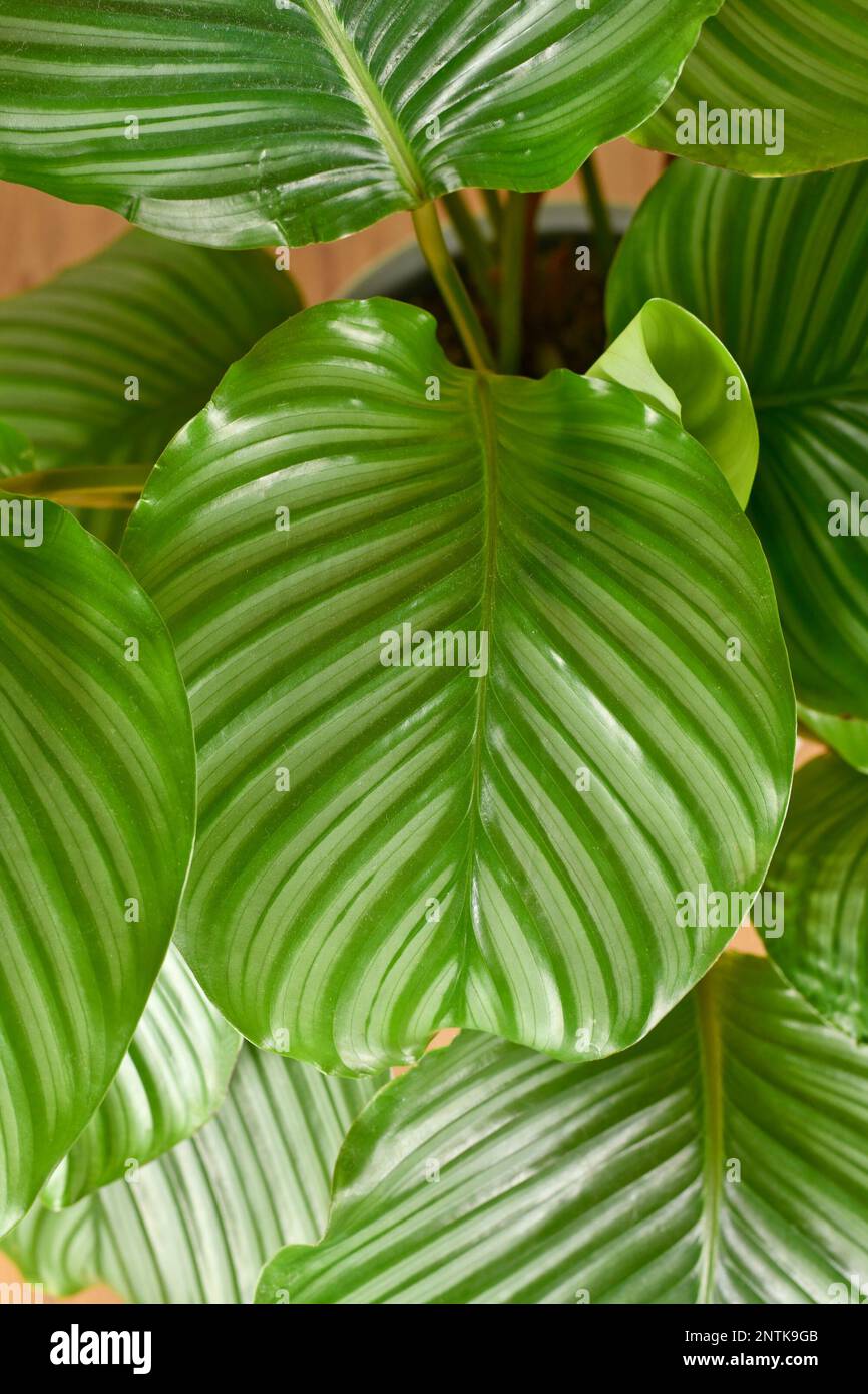 Large striped leaf of exotic `Calathea Orbifolia Prayer Plant` houseplant Stock Photo